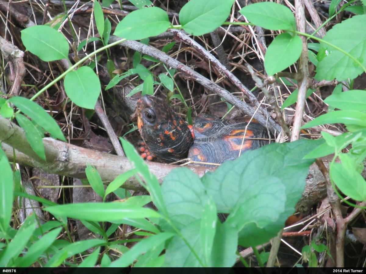 Eastern Box Turtle