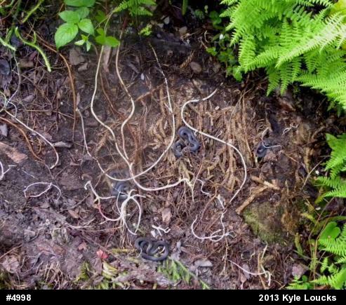 Northern Ring-necked Snake