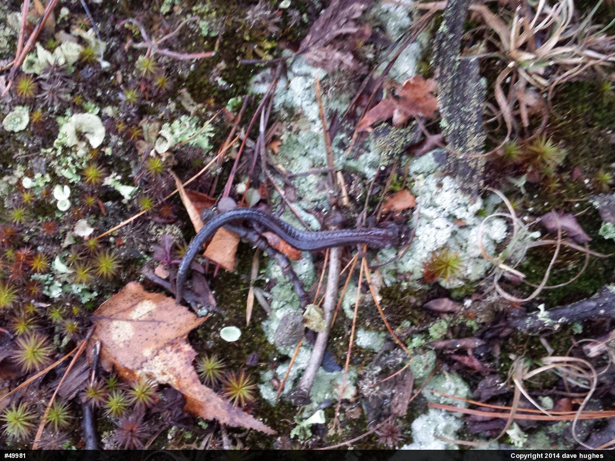 Eastern Red-backed  Salamander