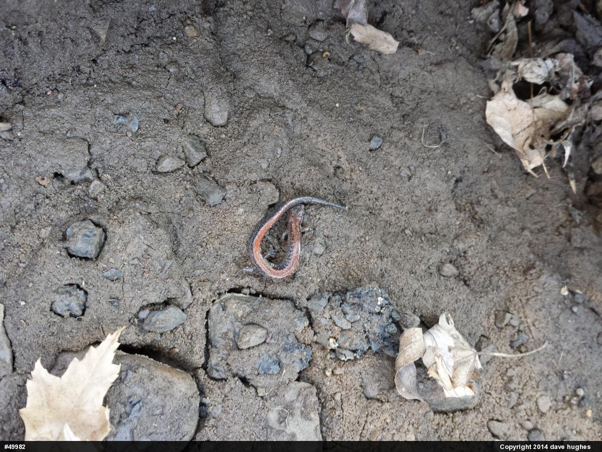 Eastern Red-backed  Salamander