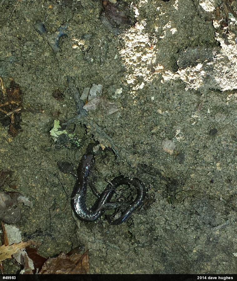 Eastern Red-backed  Salamander