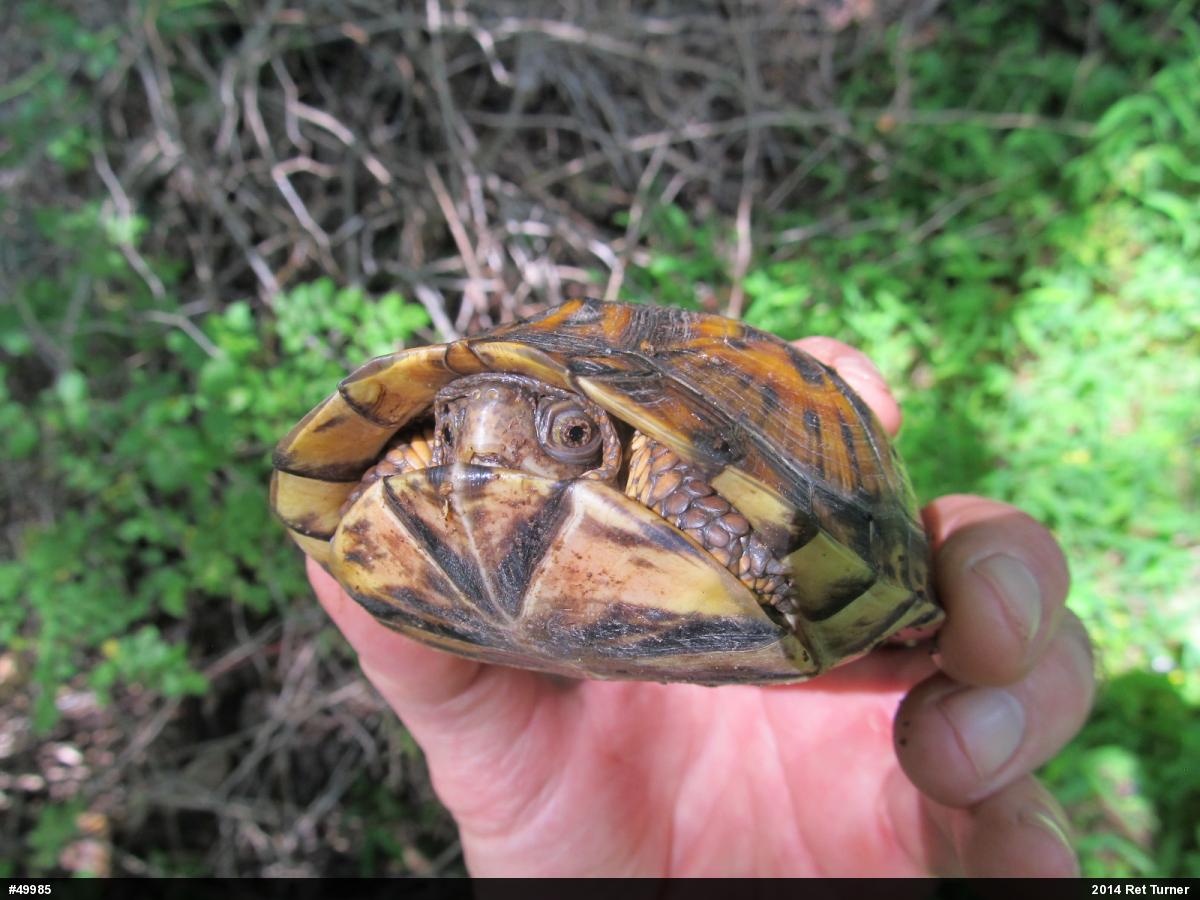Eastern Box Turtle