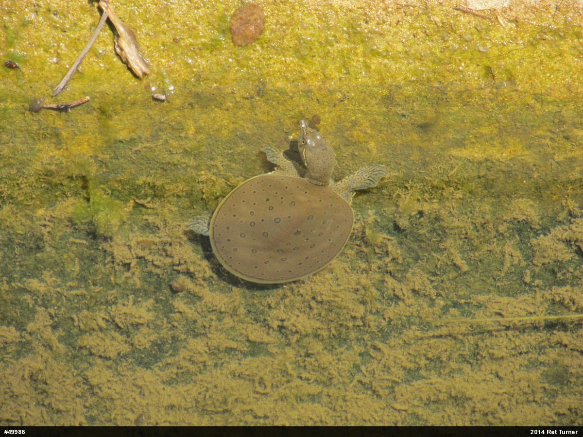 Eastern Spiny Softshell