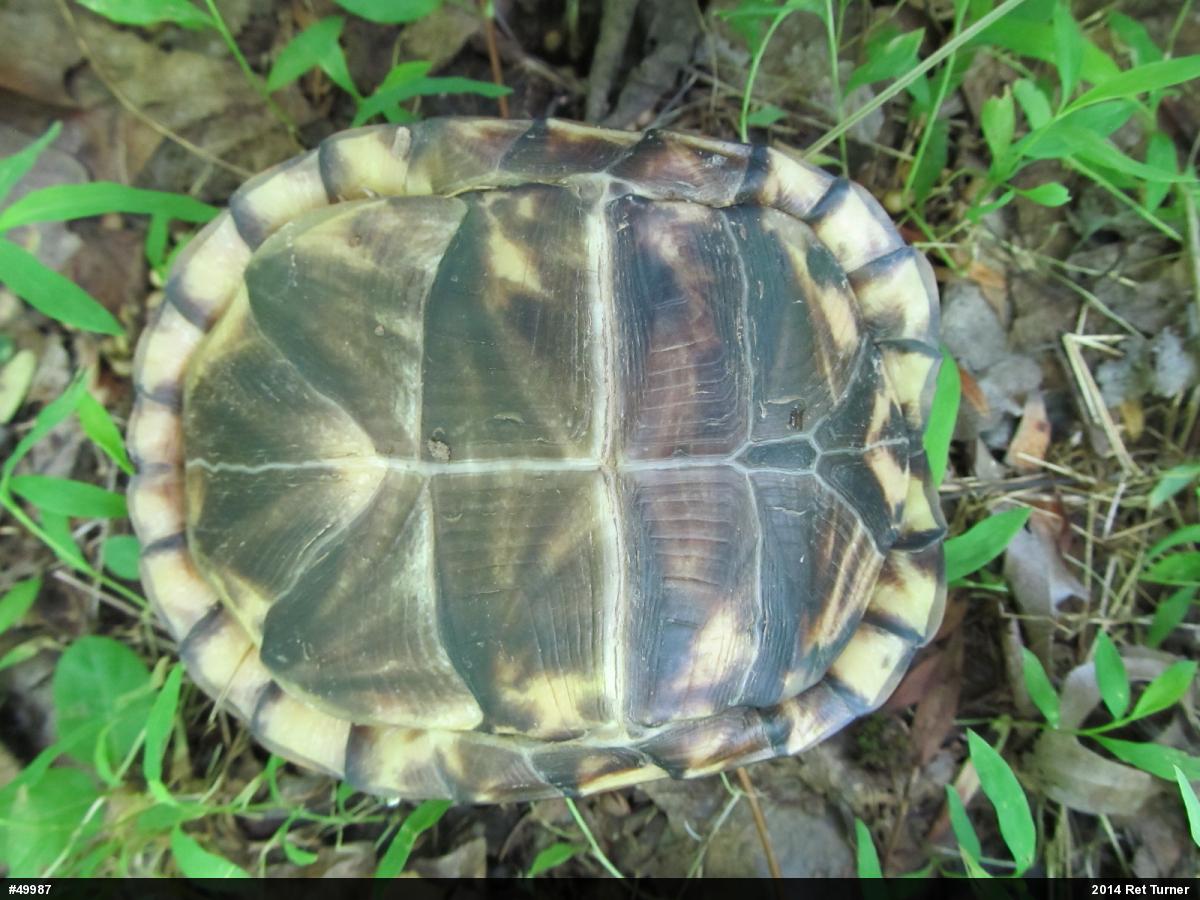 Eastern Box Turtle