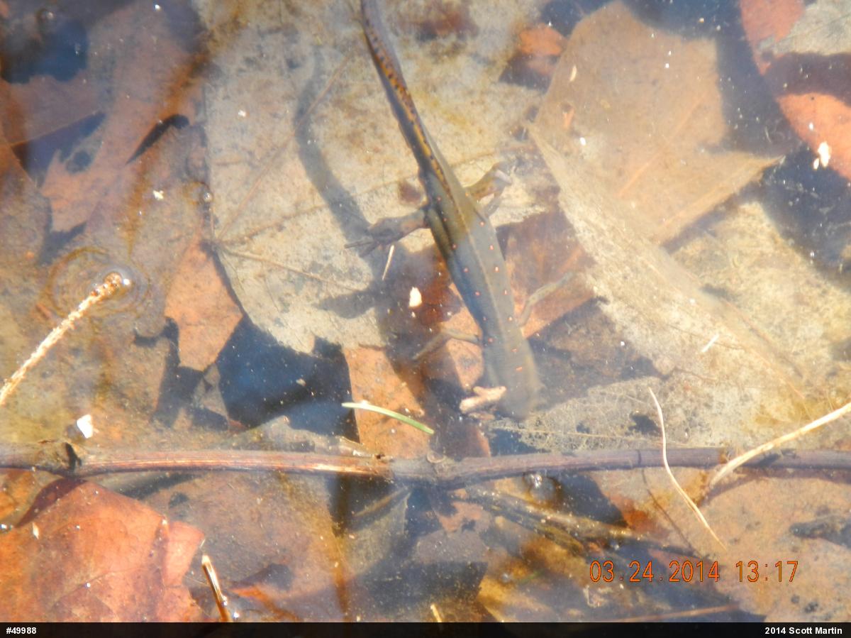 Red-spotted Newt
