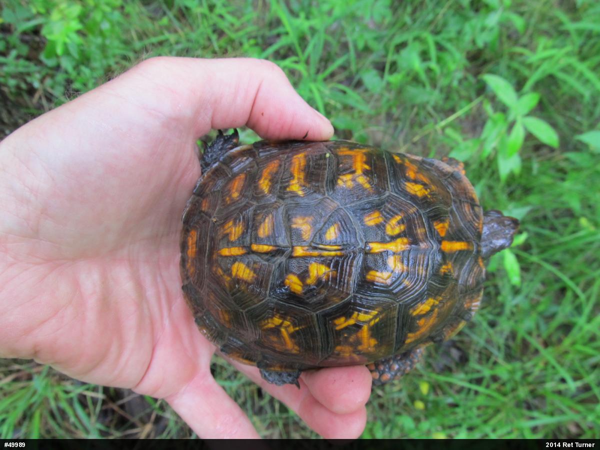 Eastern Box Turtle