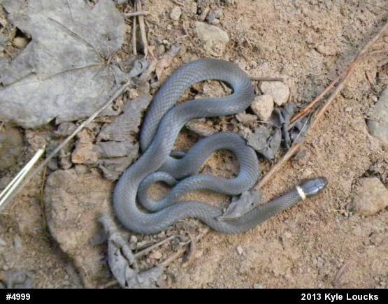 Northern Ring-necked Snake
