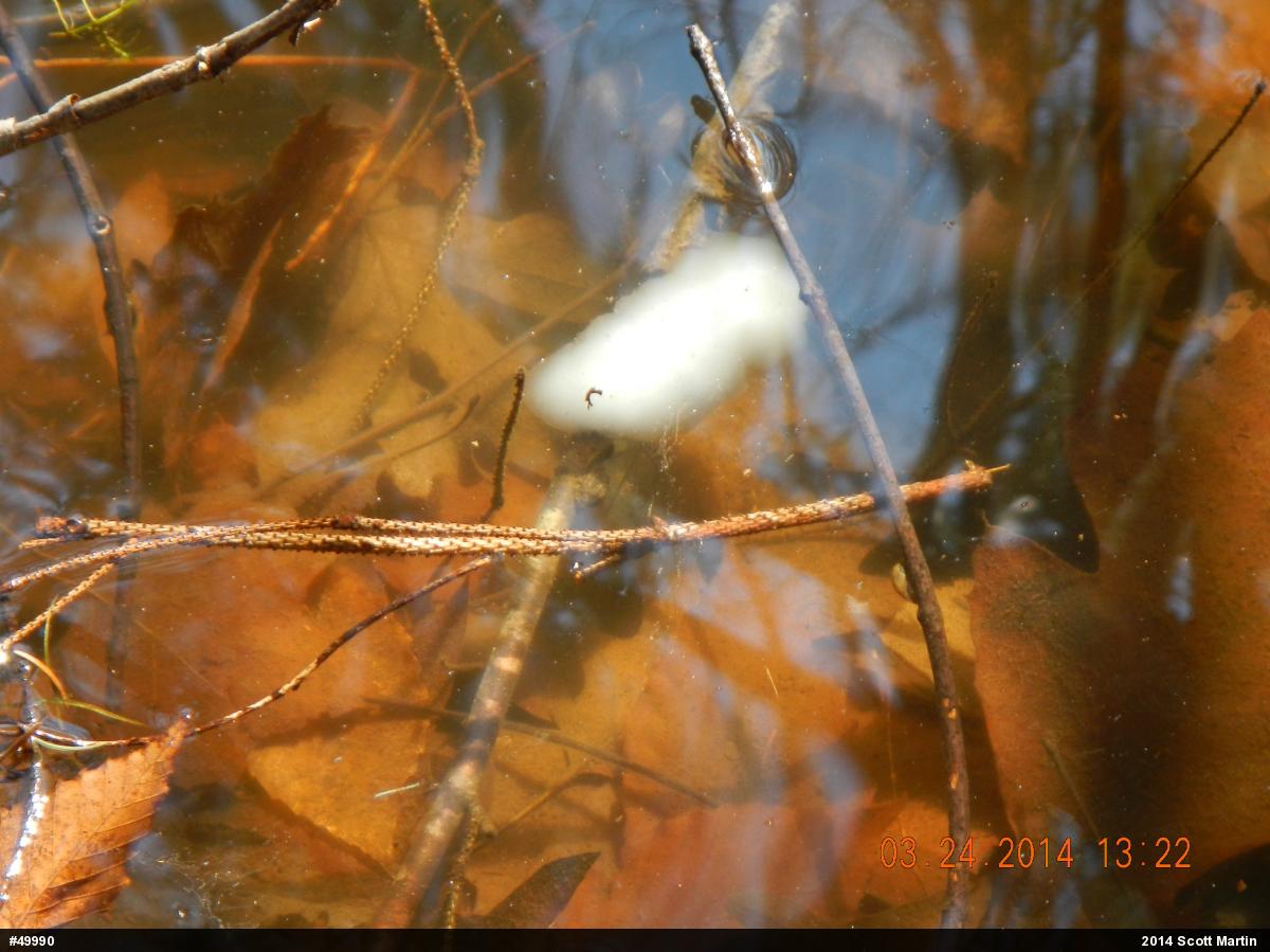 Spotted Salamander