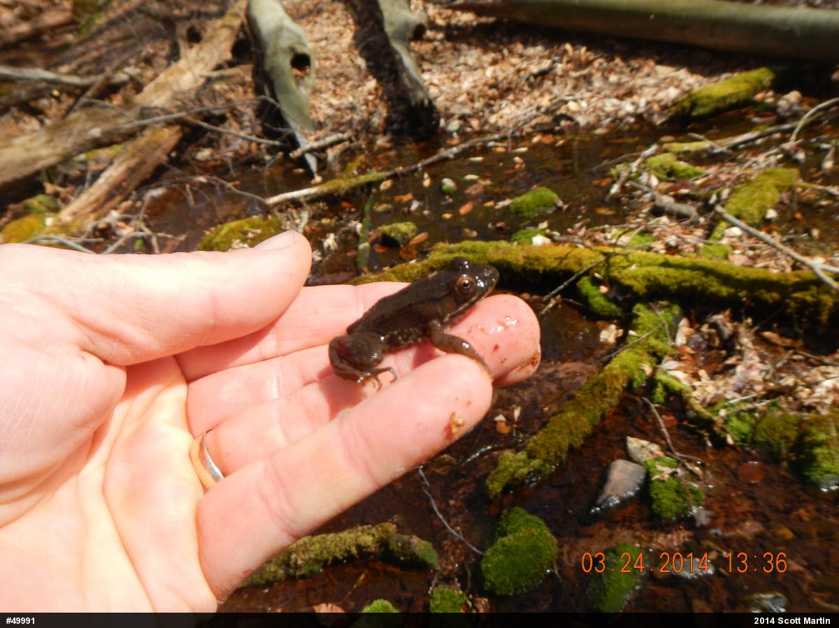 Green Frog