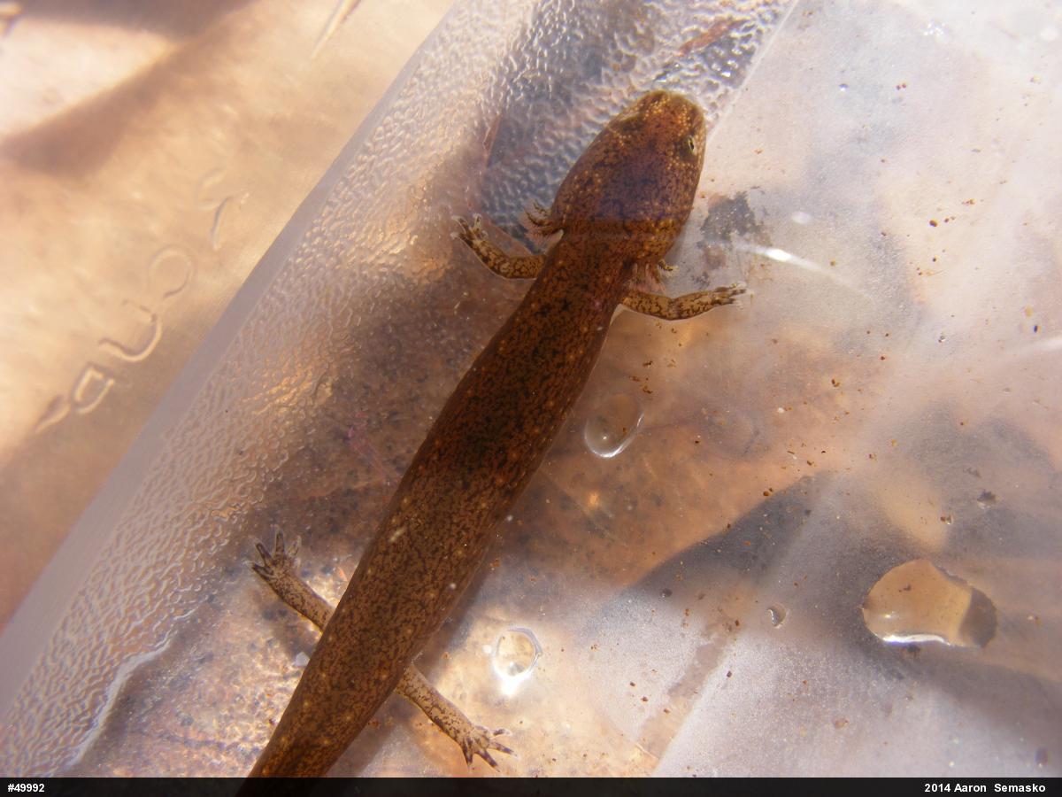 Northern Red Salamander