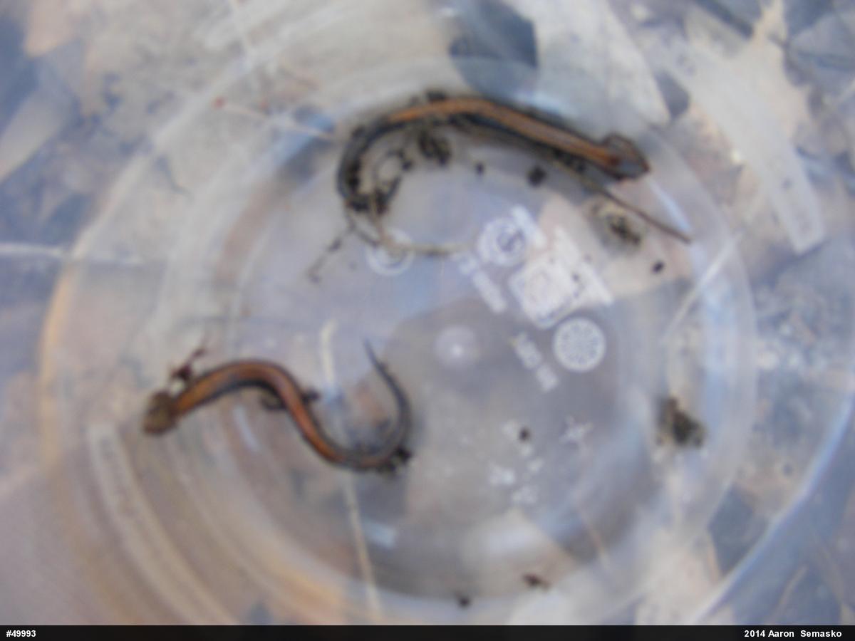 Eastern Red-backed  Salamander