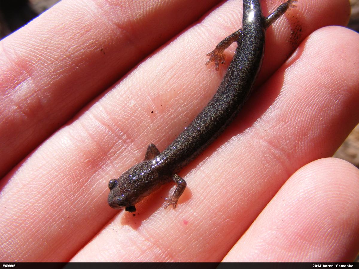 Valley And Ridge Salamander