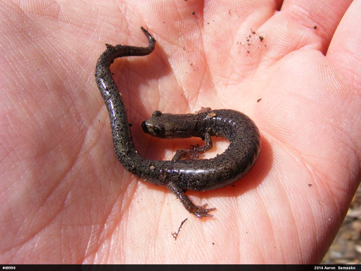 Valley And Ridge Salamander