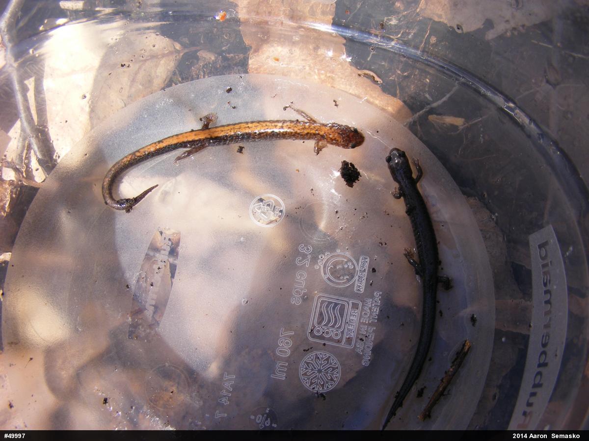 Eastern Red-backed  Salamander