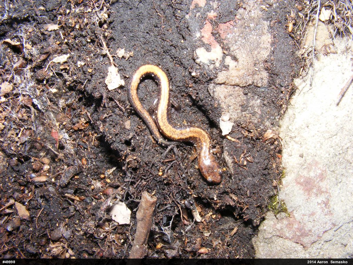 Eastern Red-backed  Salamander