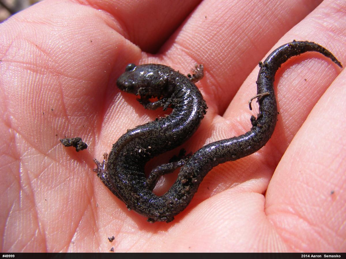 Valley And Ridge Salamander