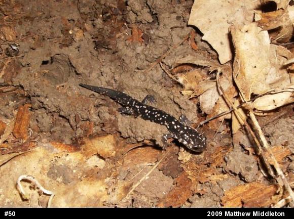 Northern Slimy Salamander