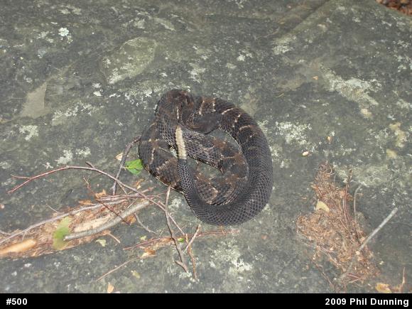 Timber Rattlesnake