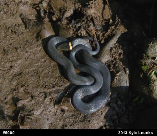 Northern Ring-necked Snake