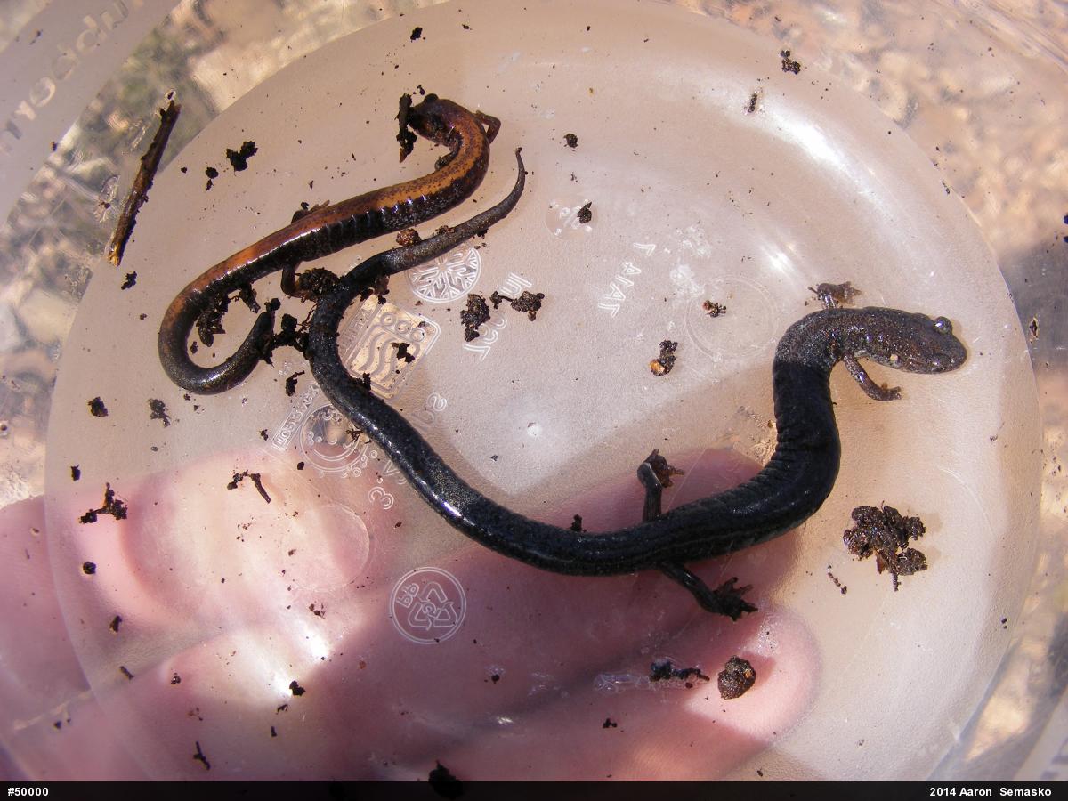 Eastern Red-backed  Salamander