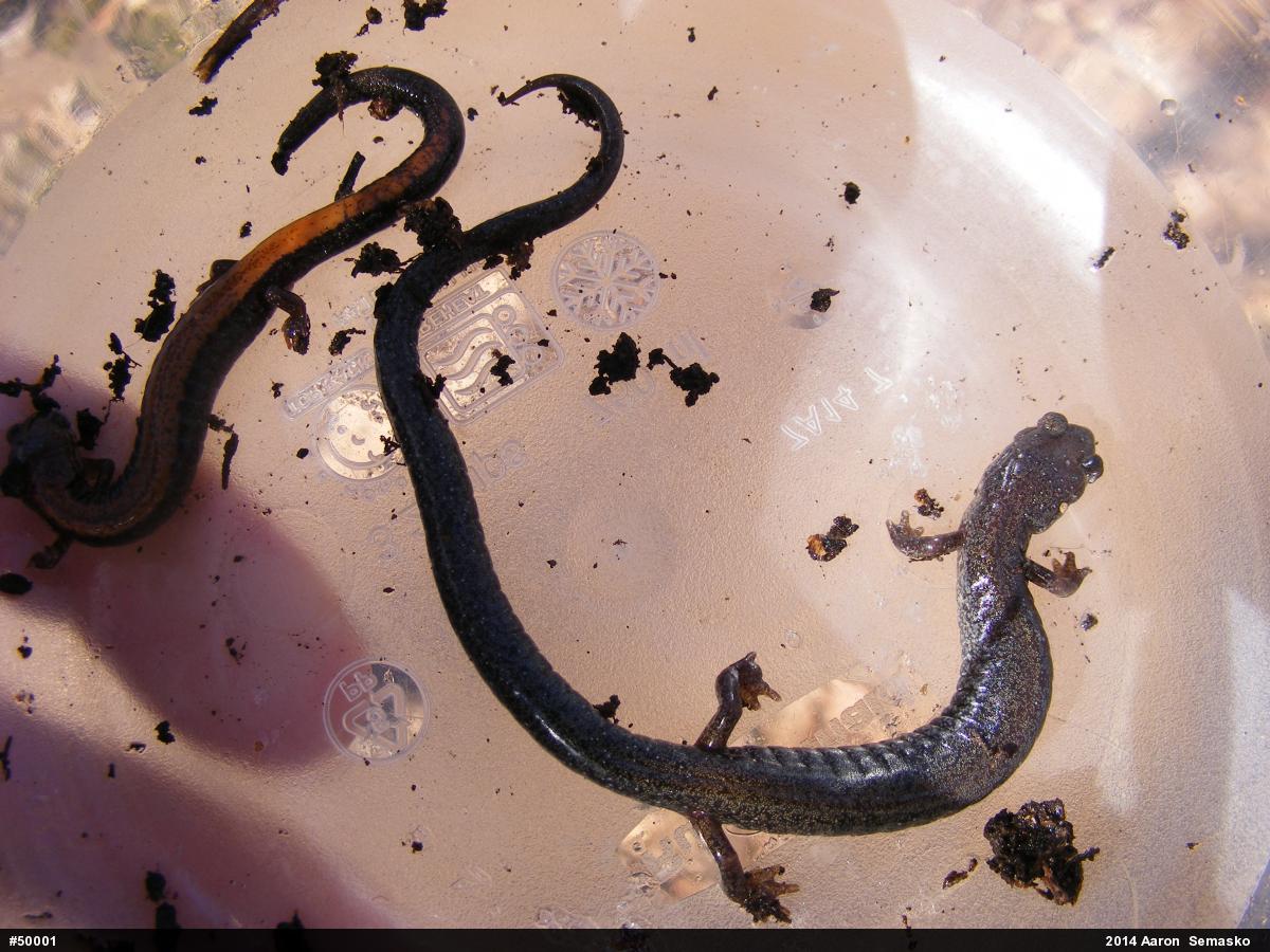 Valley And Ridge Salamander