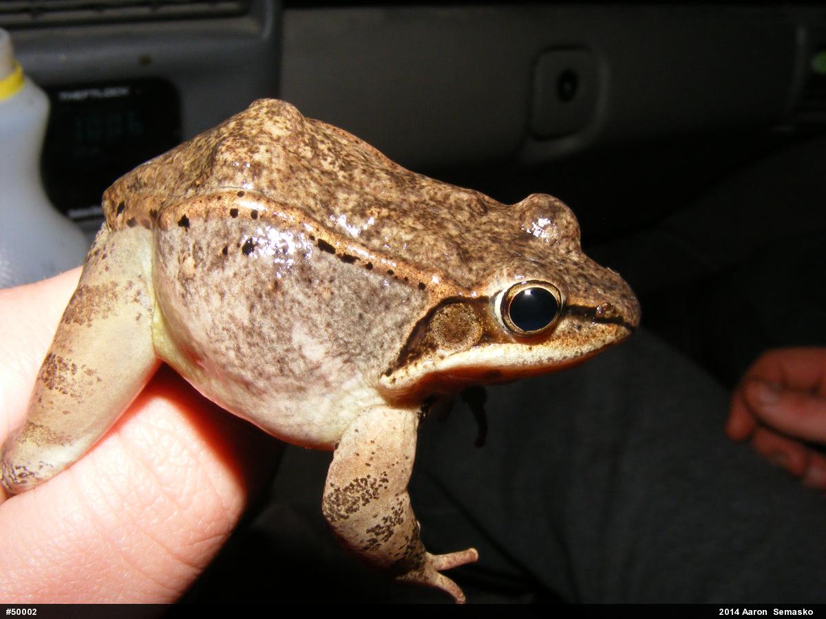 Wood Frog