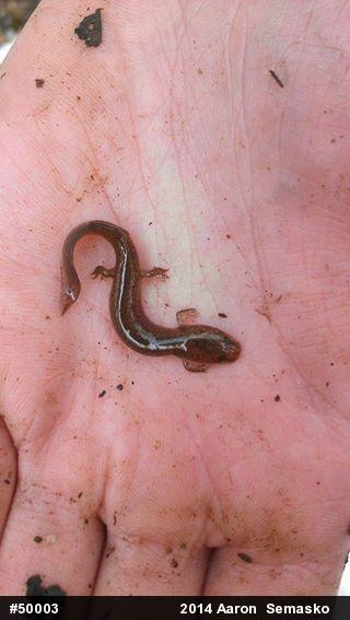 Northern Red Salamander