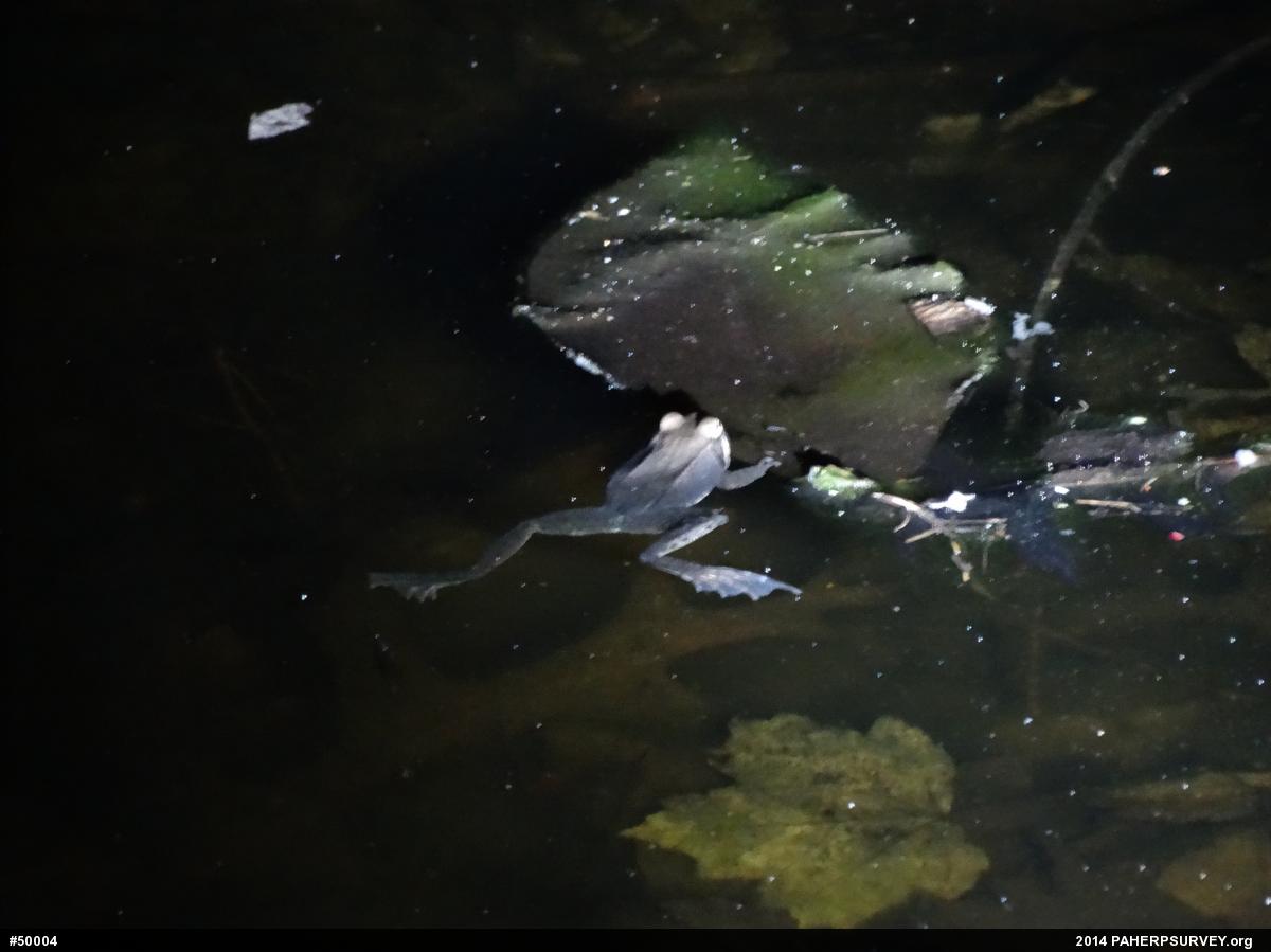 Wood Frog