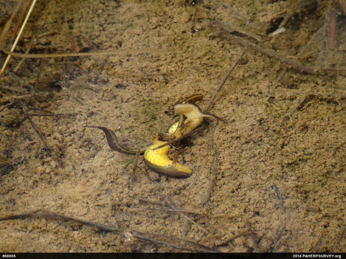 Red-spotted Newt