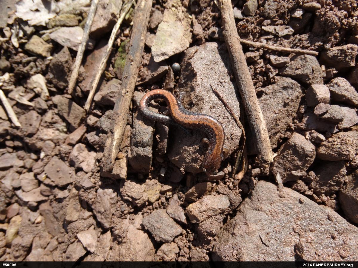 Eastern Red-backed  Salamander