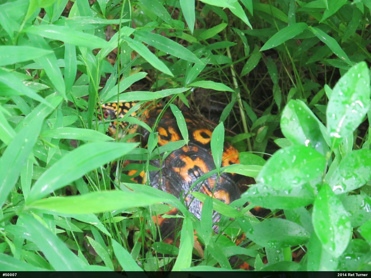 Eastern Box Turtle