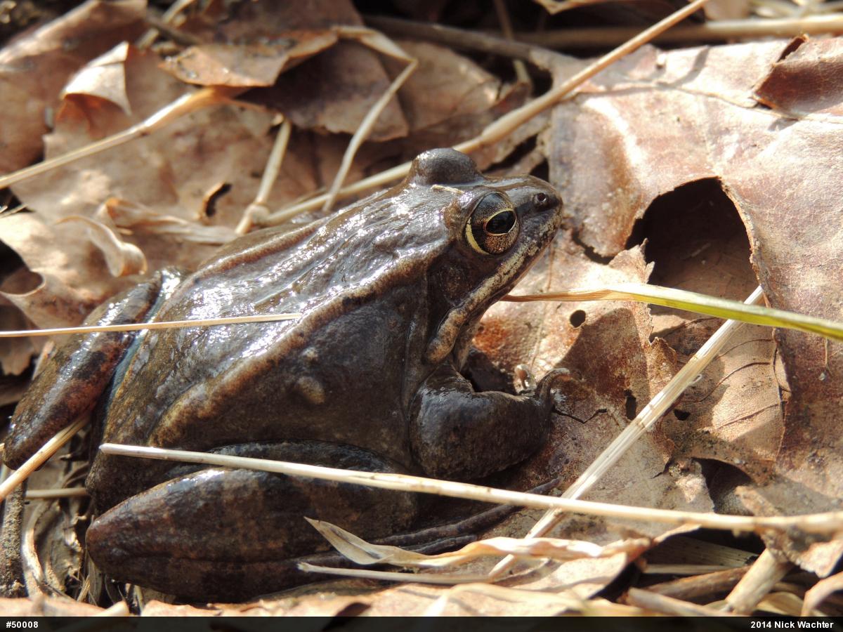 Wood Frog