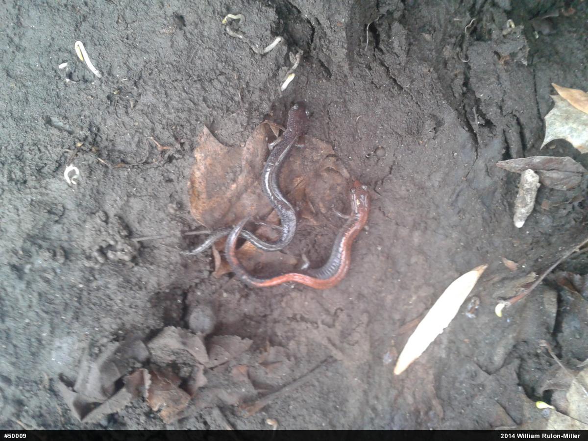 Eastern Red-backed  Salamander
