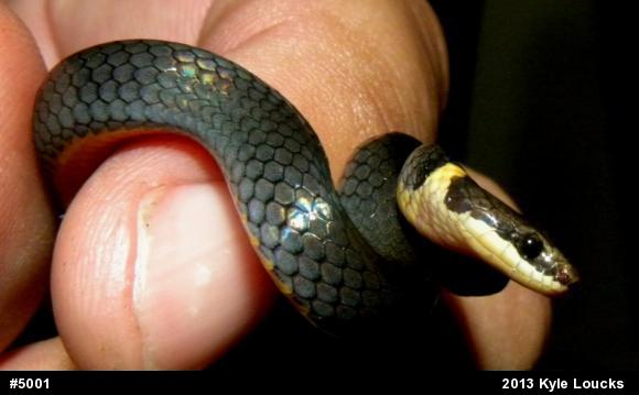 Northern Ring-necked Snake