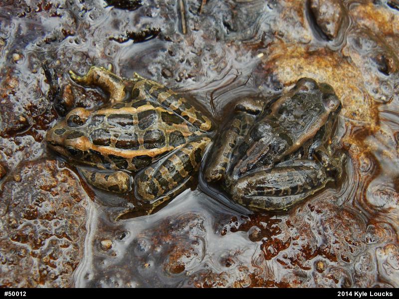 Pickerel Frog