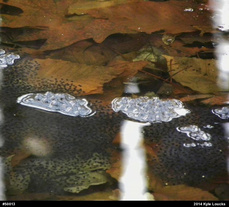 Wood Frog