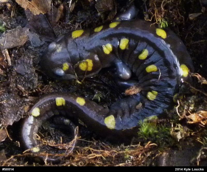 Spotted Salamander