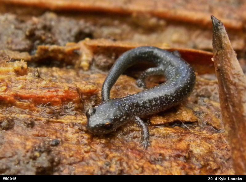 Eastern Red-backed  Salamander