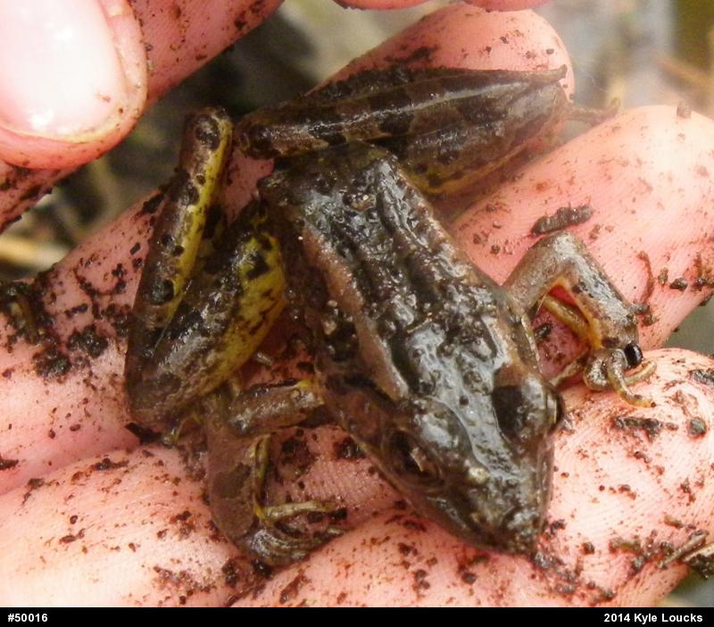 Pickerel Frog