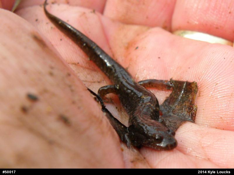 Northern Dusky Salamander