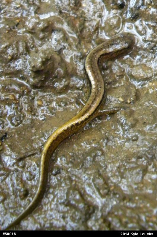 Northern Two-lined Salamander