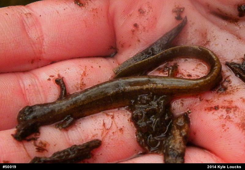 Northern Two-lined Salamander