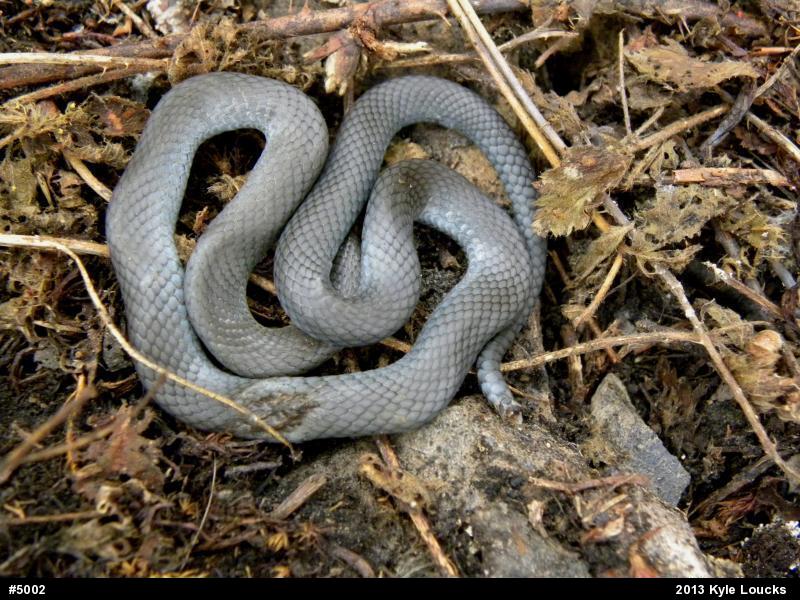 Northern Ring-necked Snake