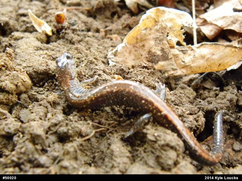 Eastern Red-backed  Salamander