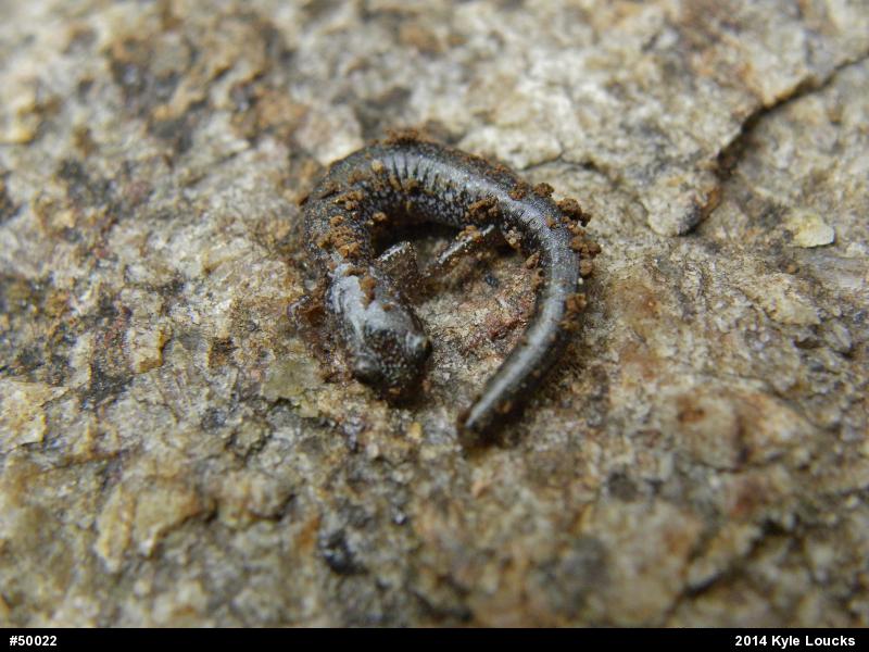 Eastern Red-backed  Salamander