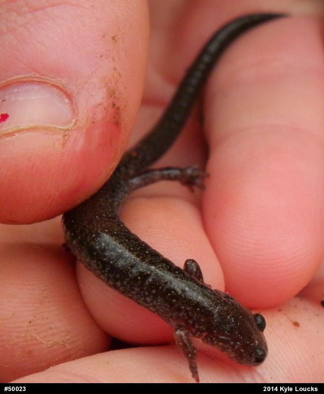 Eastern Red-backed  Salamander