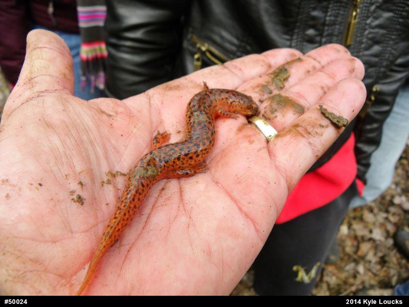 Northern Red Salamander
