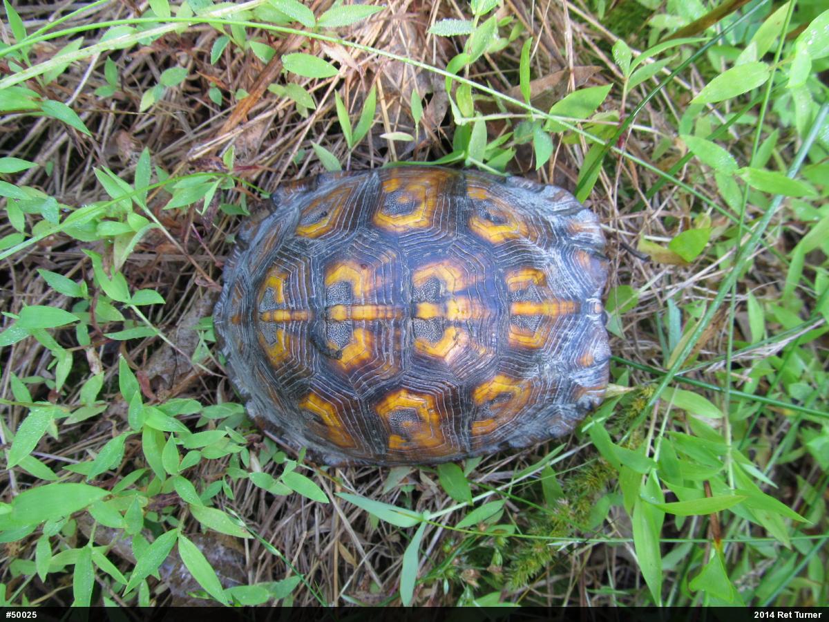 Eastern Box Turtle