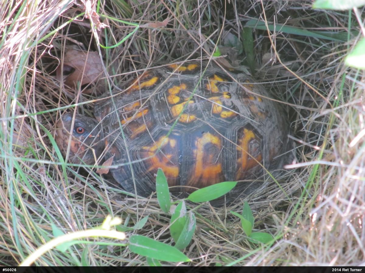 Eastern Box Turtle