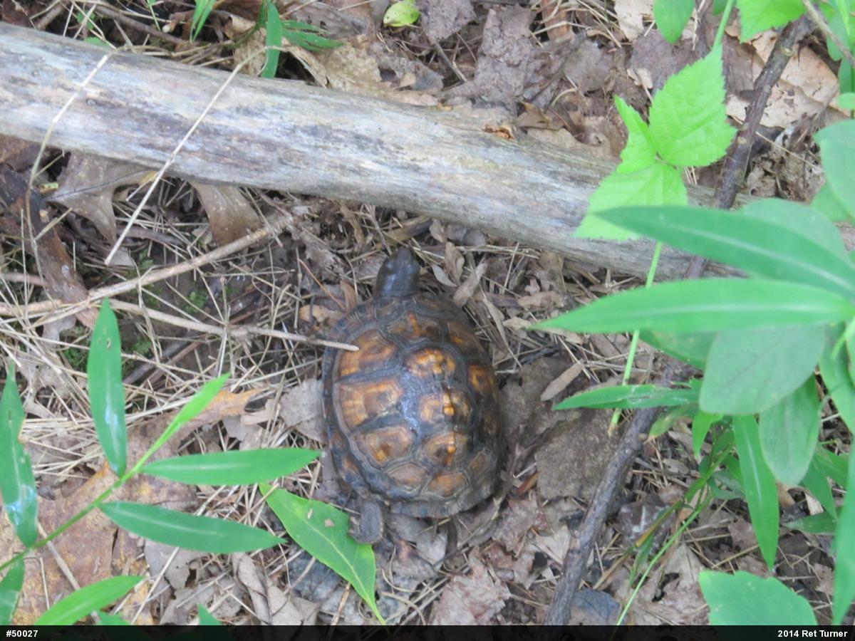 Eastern Box Turtle